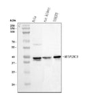 Anti-MEK3/MAP2K3 Antibody Picoband® Boster Bio
