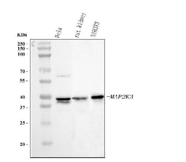 Anti-MEK3/MAP2K3 Antibody Picoband® Boster Bio