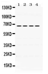 Anti-NUR77/NR4A1 Antibody Picoband® Boster Bio