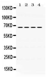 Anti-NUR77/NR4A1 Antibody Picoband® Boster Bio