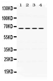 Anti-NUR77/NR4A1 Antibody Picoband® Boster Bio