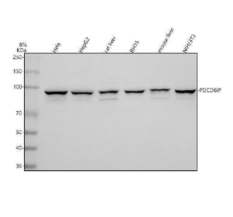 Anti-ALIX/PDCD6IP Antibody Picoband® Boster Bio