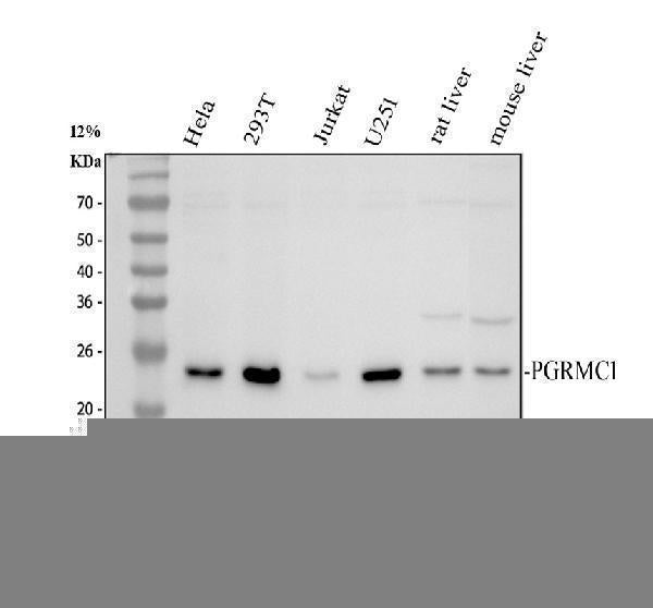 Anti-PGRMC1 Antibody Picoband® Boster Bio