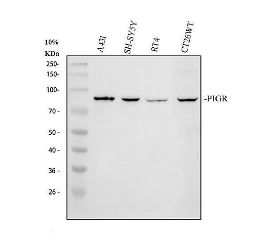 Anti-PIGR Antibody Picoband® Boster Bio
