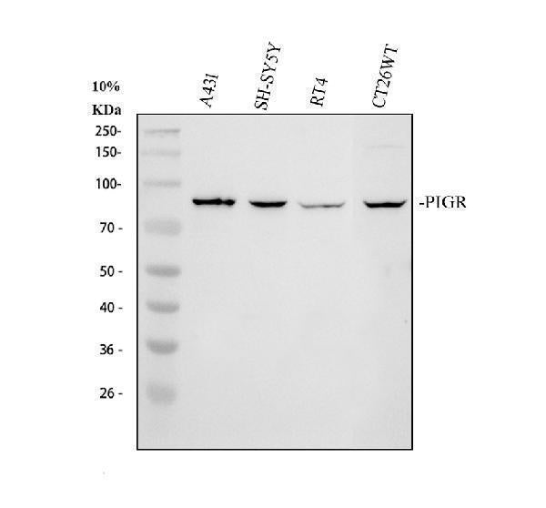 Anti-PIGR Antibody Picoband® Boster Bio