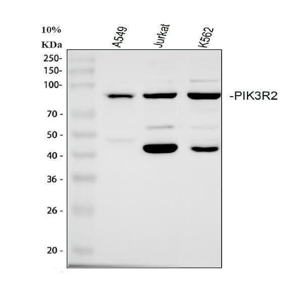 Anti-PI 3 Kinase p85 beta/PIK3R2 Antibody Picoband® Boster Bio