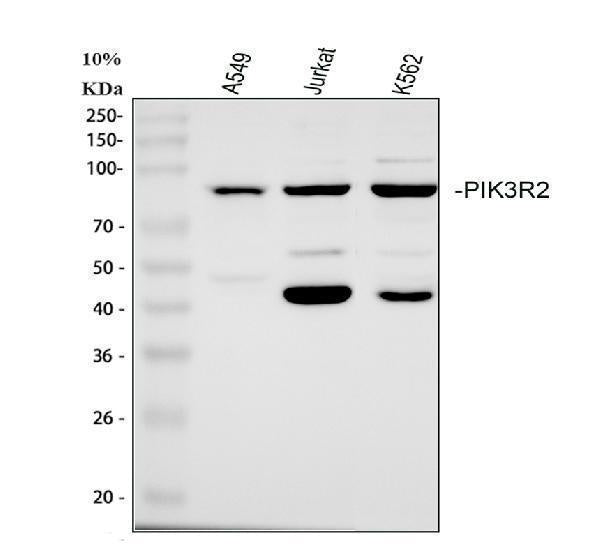 Anti-PI 3 Kinase p85 beta/PIK3R2 Antibody Picoband® Boster Bio