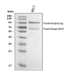 Anti-Prolactin Receptor/PRLR Antibody Picoband® Boster Bio