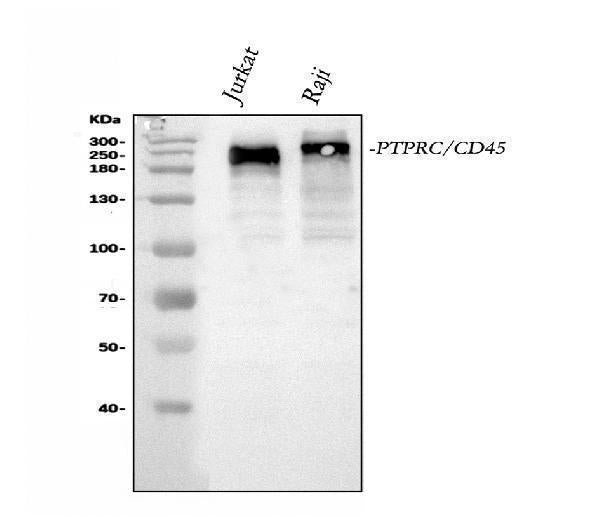 Anti-CD45/PTPRC Antibody Picoband® Boster Bio