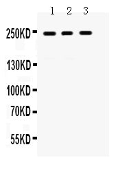 Anti-LAR/PTPRF Antibody Picoband® Boster Bio