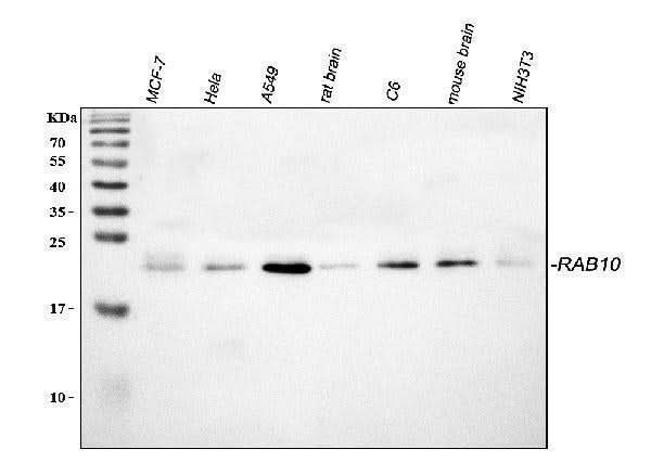 Anti-RAB10 Antibody Picoband® Boster Bio