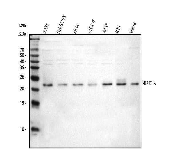 Anti-Rab11A Antibody Picoband® Boster Bio