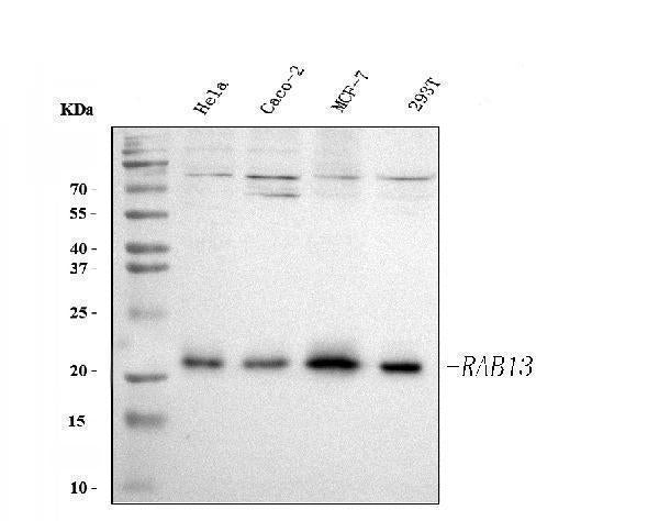 Anti-RAB13 Antibody Picoband® Boster Bio