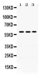 Anti-RAG2 Antibody Picoband® Boster Bio