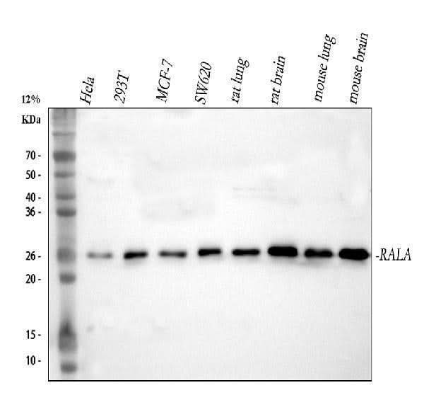 Anti-RALA Antibody Picoband® Boster Bio