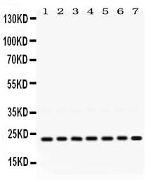 Anti-RALB Antibody Picoband® Boster Bio
