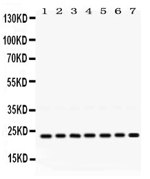 Anti-RALB Antibody Picoband® Boster Bio
