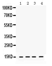 Anti-ROC1/RBX1 Antibody Picoband® Boster Bio