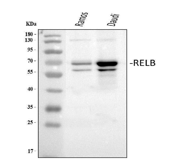 Anti-Rel B/RELB Antibody Picoband® Boster Bio