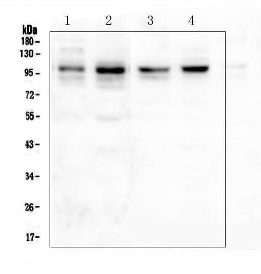 Anti-PSD95/DLG4 Antibody Picoband® Boster Bio