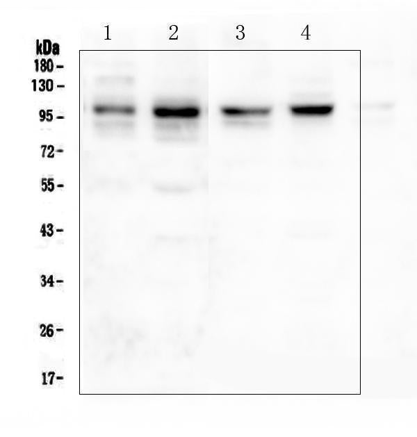 Anti-PSD95/DLG4 Antibody Picoband® Boster Bio