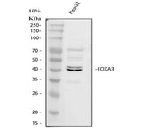 Anti-FOXA3 Antibody Picoband® Boster Bio