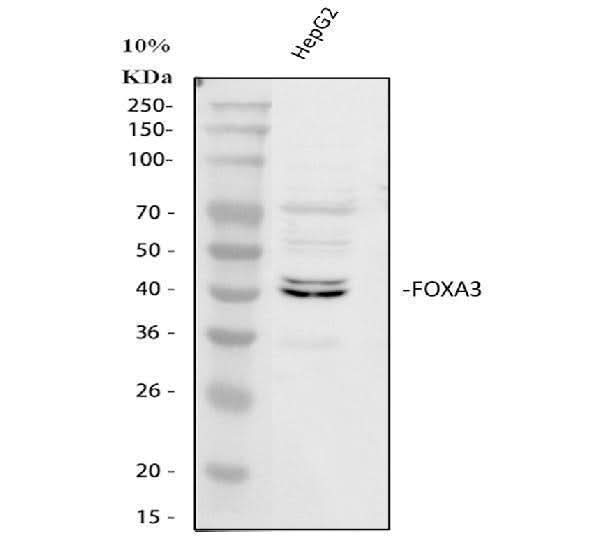 Anti-FOXA3 Antibody Picoband® Boster Bio