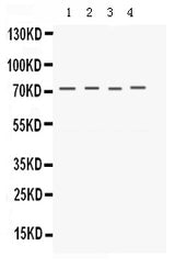 Anti-Kv1.4/KCNA4 Antibody Picoband® Boster Bio