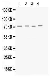 Anti-Kv1.4/KCNA4 Antibody Picoband® Boster Bio