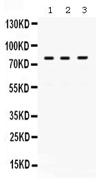 Anti-DNA polymerase eta/POLH Antibody Picoband® Boster Bio