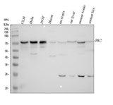 Anti-PRC1 Antibody Picoband® Boster Bio