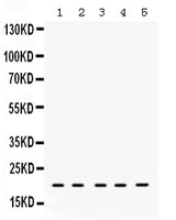 Anti-RAP1A Antibody Picoband® Boster Bio