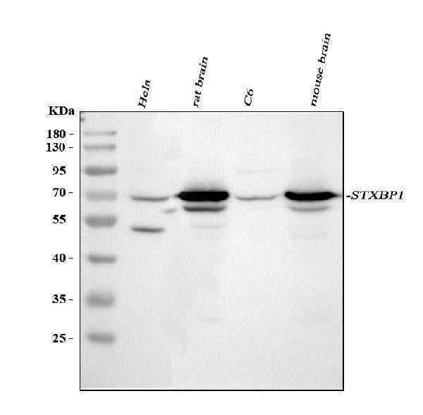 Anti-Munc18-1/STXBP1 Antibody Picoband® Boster Bio
