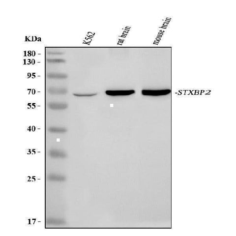 Anti-STXBP2 Antibody Picoband® Boster Bio