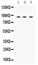 Anti-TAP1 Antibody Picoband® Boster Bio