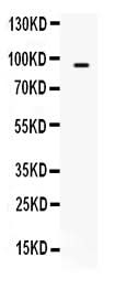 Anti-TAP2 Antibody Picoband® Boster Bio