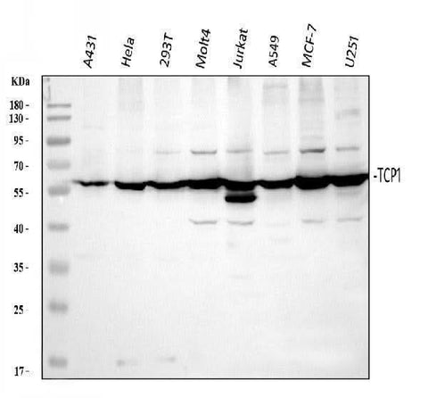 Anti-TCP1 alpha Antibody Picoband® Boster Bio