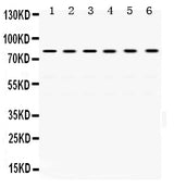 Anti-TRAP1 Antibody Picoband® Boster Bio