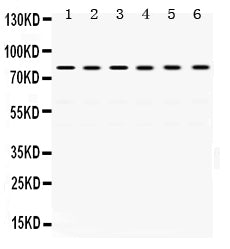 Anti-TRAP1 Antibody Picoband® Boster Bio