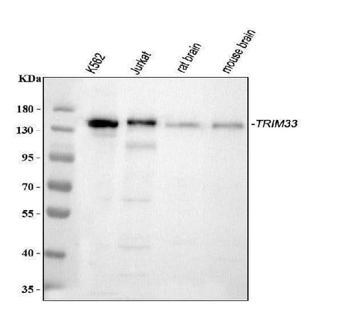 Anti-TIF1 gamma/TRIM33 Antibody Picoband® Boster Bio