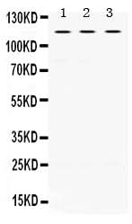 Anti-UNC5C Antibody Picoband® Boster Bio
