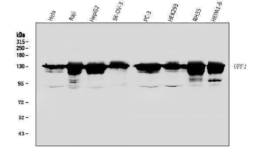 Anti-RENT1/hUPF1 Antibody Picoband® Boster Bio