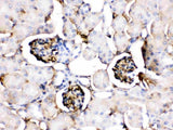 Anti-Apolipoprotein A I/APOA1 Antibody Picoband® Boster Bio