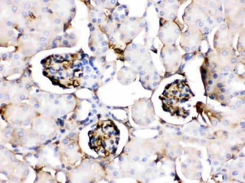 Anti-Apolipoprotein A I/APOA1 Antibody Picoband® Boster Bio