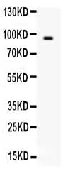 Anti-BCAR3 Antibody Picoband® Boster Bio