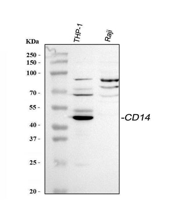 Anti-CD14 Antibody Picoband® Boster Bio