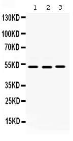 Anti-Cdc25C Antibody Picoband® Boster Bio