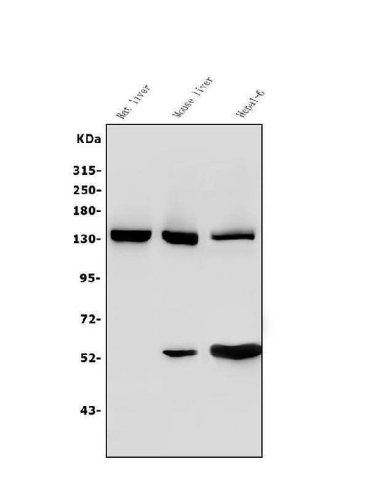 Anti-Ceruloplasmin/CP Antibody Picoband® Boster Bio