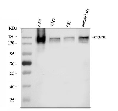 Anti-EGFR Antibody Picoband® Boster Bio