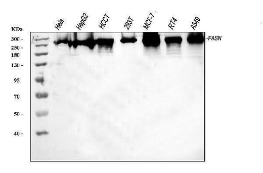 Anti-Fatty Acid Synthase/FASN Antibody Picoband® Boster Bio